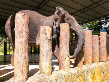 View of an animal on wood