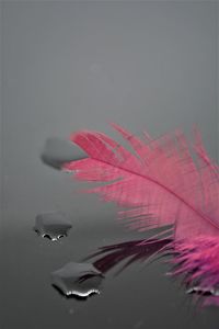 Close-up of feather floating on water