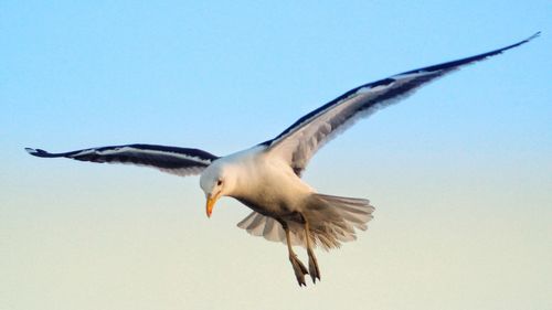 Low angle view of seagull flying against clear sky