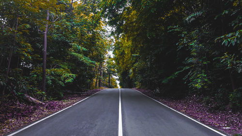 Empty road amidst trees in forest