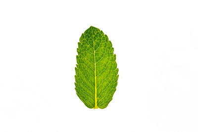 Close-up of green leaves against white background