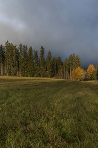 Scenic view of trees on field against sky