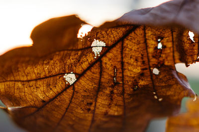 Close-up of dry autumn leaves