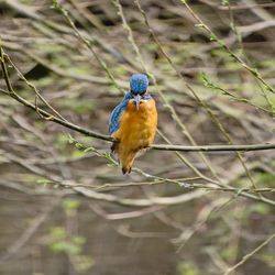 kingfisher Bird