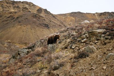 Brown bear walking on mountain