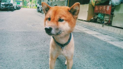 Shiba inu standing on street