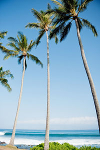 Palm trees on beach