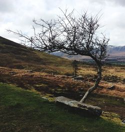 Bare tree on landscape against sky