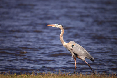 Large wading great blue heron ardea herodias wading bird at myakka state park in sarasota, florida