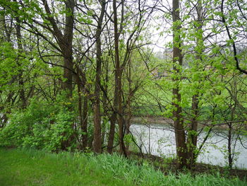 Trees on grassy field