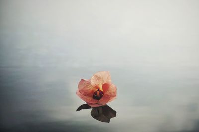 Close-up of red flower against blurred background