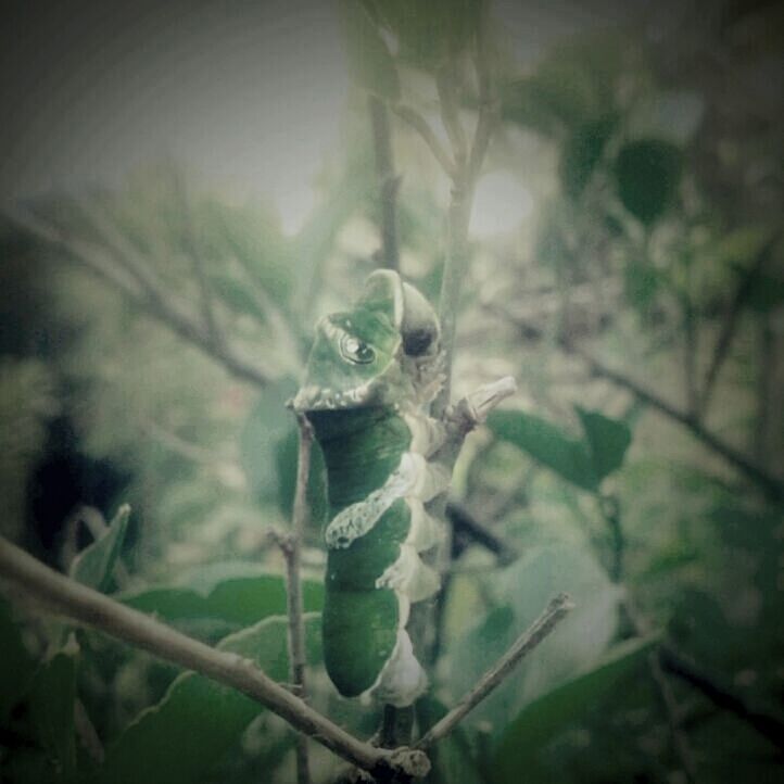 animal themes, one animal, animals in the wild, wildlife, plant, focus on foreground, close-up, leaf, nature, growth, green color, selective focus, branch, perching, day, outdoors, stem, no people, beauty in nature, twig