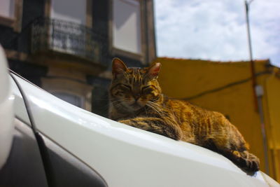 Cat lying down in a car