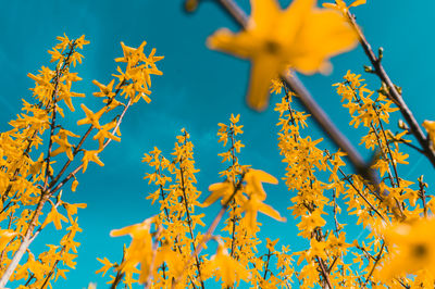 Low angle view of yellow flowering plant against blue sky