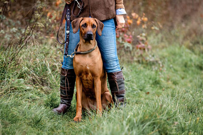 Rhodesian ridgeback sitting in gras in front of woman legs in jeans. looking at camera