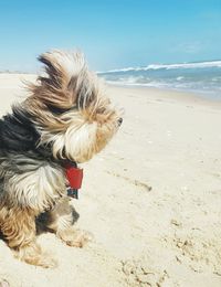 Dog standing at beach against clear sky