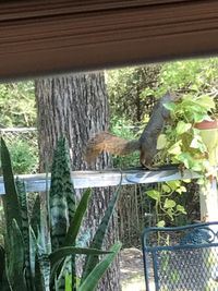 Close-up of bird perching on tree