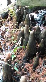 Close-up of tree in forest