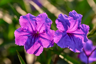 Close-up of purple flowering plant