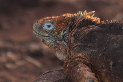 Close-up of lizard