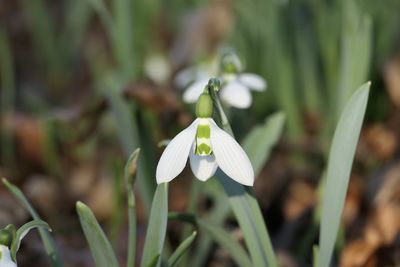 Close-up of white flowering plant