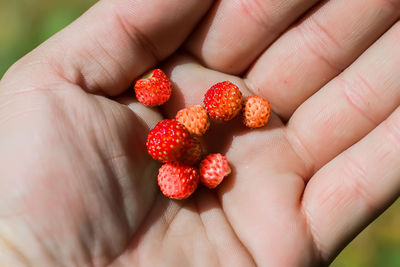 Wild strawberries in the palms