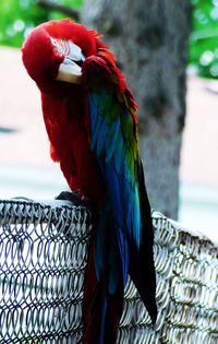 Close-up of parrot perching in cage