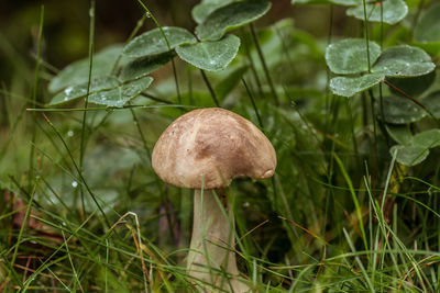 Close-up of mushroom growing on field