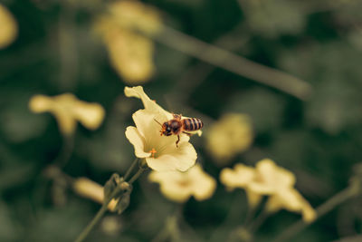 Close-up of insect on flower