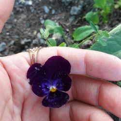 Close-up of hand holding flower