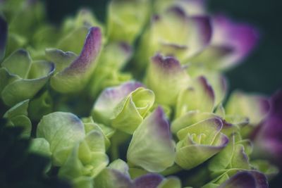 Close-up of purple flowering plant