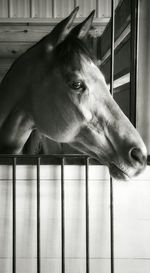 Close-up of a horse in stable