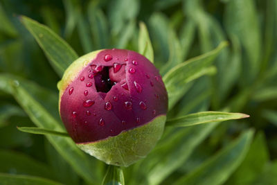 Close-up of wet red plant