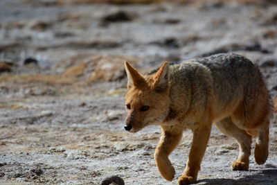 Fox walking on ground