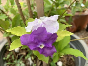 Close-up of purple flowering plant