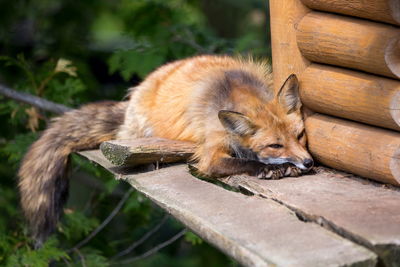 Handsome urban red fox relaxing with eyes half open on a platform 