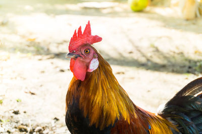 Close-up of rooster