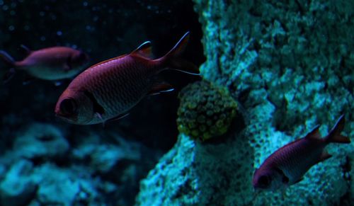 Fish swimming in sea