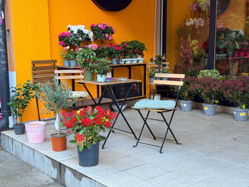 Potted plant on table