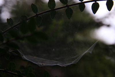 Close-up of water drops on spider web