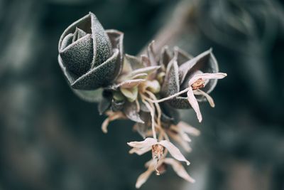 Close-up of wilted flower against blurred background