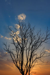 Silhouette bare tree against sky during sunset