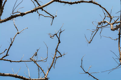 Low angle view of bare tree against clear blue sky