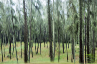 Trees in forest