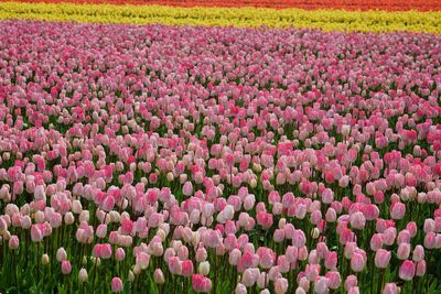 Full frame shot of pink tulip flowers in field