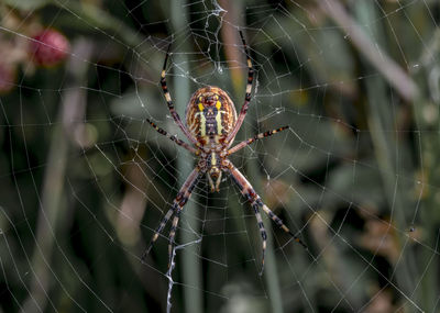 Close-up of spider on web