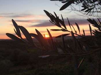 Close-up of silhouette plants on field against sky during sunset