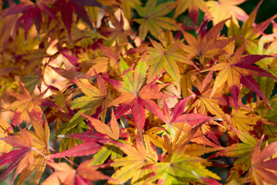 Close-up of maple leaves during autumn