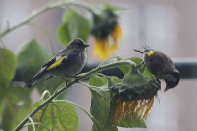 Close-up of bird perching outdoors