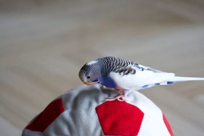 Close-up of parrot perching on branch